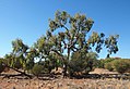 Profile Picture of Corymbia eremaeaon Wikipedia