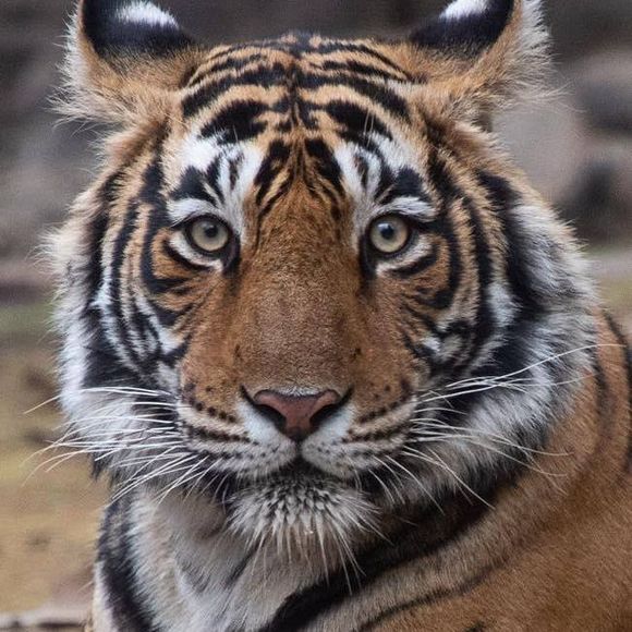 Profile Picture of Crystal Hansbury (@crystalhansbury) on Poshmark