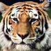 Profile Picture of Brian Tsui (@brian.tsui.1829) on Facebook