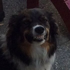 Profile Picture of Debbie Schauer (@bcdebbie) on Pinterest