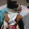 Profile Picture of Brooke_christensen (@broke_christensen) on Tiktok