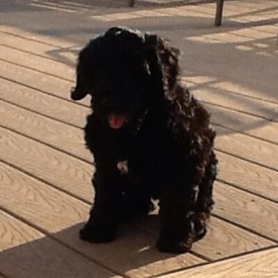 Profile Picture of Chris Sarafian (@mcsaraf) on Twitter