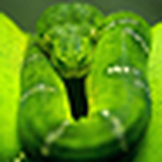 Profile Picture of Ricky Arfianto (@ricky wise guy) on Flickr