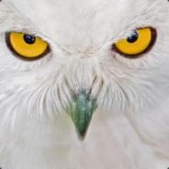 Profile Picture of Adam Sobolewski (@sobolewskiad) on Twitter
