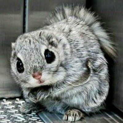 Profile Picture of Byron Chang (@Fuducky) on Twitter