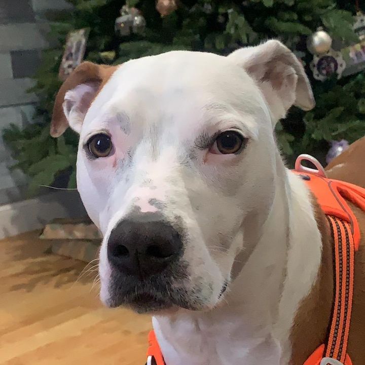 Profile Picture of   pottertheamstafboxer... (@potterismyname) on Tiktok