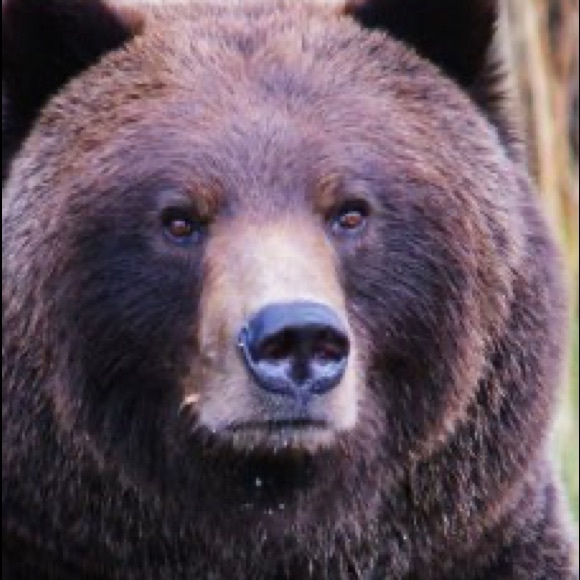 Profile Picture of Ella Bendle (@bearz55) on Poshmark