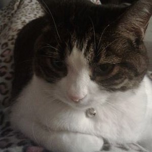 Profile Picture of Jessica Gage (@JesseGage12) on Twitter