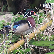 Profile Picture of Jim Greene (@jimgreene8458) on Youtube