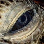 Profile Picture of Michael Fitzhenry (@fitzhenryml) on Instagram