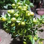 Profile Picture of Minhly Nguyen (@minhly.nguyen.138071) on Facebook