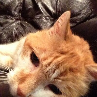 Profile Picture of Grace Miranda Lowe (@coffeeclaycat) on Twitter