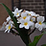 Profile Picture of Nelum De Silva (@nelzd) on Flickr