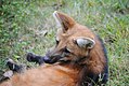 Profile Picture of Beardsley Zooon Wikipedia