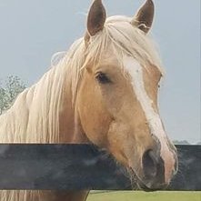 Profile Picture of Horses (@Matthew01518218) on Twitter