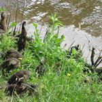 Profile Picture of Claycart Hestercombe (@claycart.hm) on Instagram