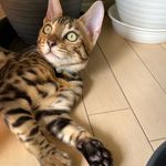 Profile Picture of Balthazar Heinrich ベンガル猫のバルタザール (@bengal_balthazar.heinrich) on Instagram