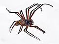 Profile Picture of Nephila sumptuosaon Wikipedia