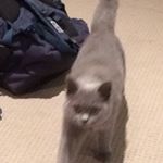 Profile Picture of Ya Boi Tom (@thomas_hartnell1) on Instagram