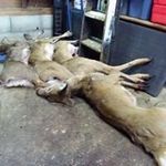 Profile Picture of Cape may county deer skinning (@sherrijesuscastro) on Instagram