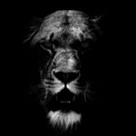 Profile Picture of Nathan Hoag (@usmcmarinehill) on Instagram