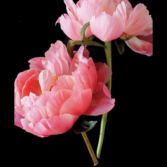 Profile Picture of Dina Maulucci (@ahhhhclothes) on Poshmark