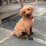 Profile Picture of A M B E R & P E G G Y (@the_two_labradors) on Instagram