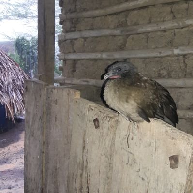 Profile Picture of Alexander Hurtado (@alexhurt16) on Twitter