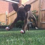 Profile Picture of Travis Coles (@luna_the_boxer7) on Instagram