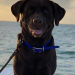 Profile Picture of Justin Matson (@capt_matson) on Instagram