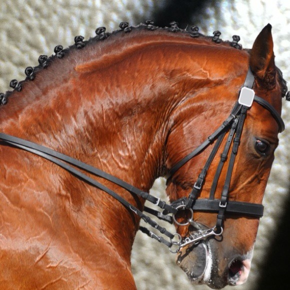 Profile Picture of Amberly Spiker (@amberlyspiker) on Poshmark