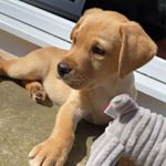 Profile Picture of Roxy 💘 (@red_fox_roxy) on Instagram