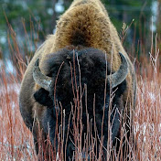 Profile Picture of Joseph Rose (@hawkeyejrose) on Youtube