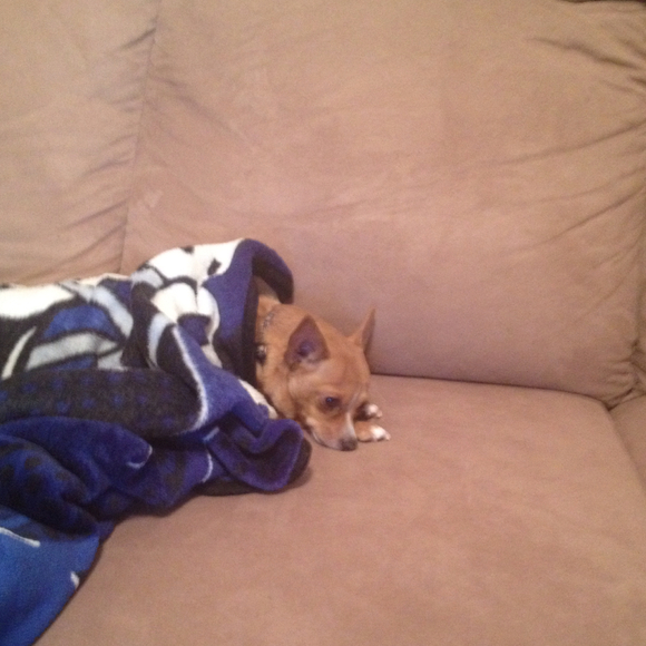 Profile Picture of Sally Hollien (@cukie64) on Poshmark