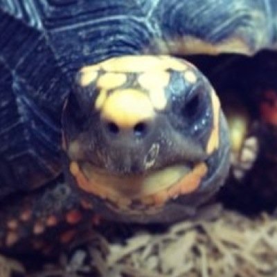 Profile Picture of James N (@james_nott) on Twitter