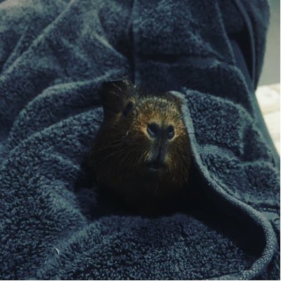 Profile Picture of Phoebe_Hicks (@penelope_strang) on Twitter