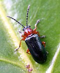 Profile Picture of Cereal leaf beetleon Wikipedia