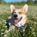 Profile Picture of 𝕂𝕖𝕧𝕚𝕟-𝕎𝕖𝕝𝕤𝕙 ℂ𝕠𝕣𝕘𝕚 ℙ𝕖𝕞𝕓𝕣𝕠𝕜𝕖 (@corgi_kevin.nn) on Instagram