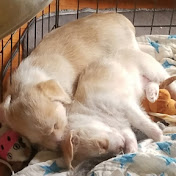 Profile Picture of Chad Vang (@ChadVang-fp1be) on Youtube