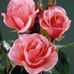 Profile Picture of Elva Alvarado (@elva.alvarado.52056) on Facebook