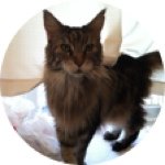 Roxanne Canosa - Instagram Profile Picture of Roxanne Canosa (@roxanne_the_cat) on Instagram