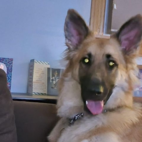 Profile Picture of Steve Nagy (@dhfd83187) on Poshmark