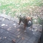 Profile Picture of Randy Rosen (@randyman813) on Instagram