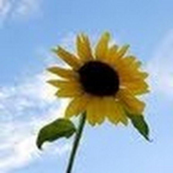 Profile Picture of Lily An (@k3lilyan) on Poshmark