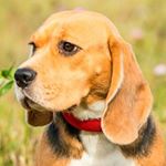 Profile Picture of Michael & beagles (@ipespozhralpsa) on Instagram