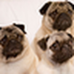 Profile Picture of Ray Chu (@kaidoi888) on Flickr