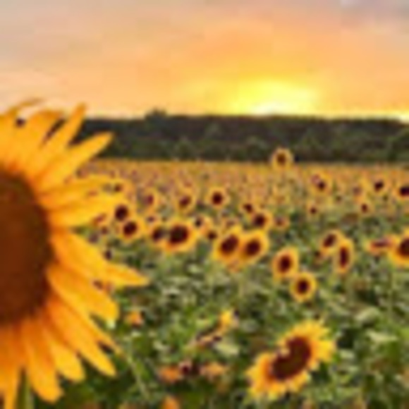 Profile Picture of Natalia Giannini (@ngiannini3) on Poshmark