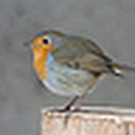 Ralitza Doneva-koeva - Flickr Profile Picture of Ralitza Doneva-koeva (@rali =}) on Flickr