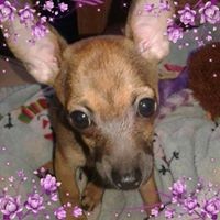 Profile Picture of Cindy Dungan-greywolf (@cindy-dungan-greywolf) on Quora