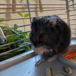 Profile Picture of Cassandra Bradbury (@gus.gustheham) on Instagram